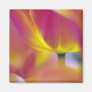 Close-up van de onderkant van tulp bloem, Kuekenho Magneet