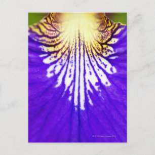 Close-up van de wilde bloem, Blauwe vlag Iris (Iri Briefkaart