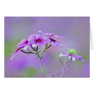 Close-up van Drummond Phlox, Phlox drummondi,