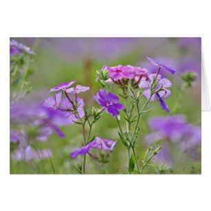 Close-up van Drummond Phlox, Phlox drummondi, 2