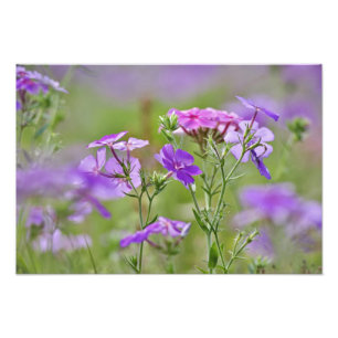 Close-up van Drummond Phlox, Phlox drummondi, 2 Foto Afdruk
