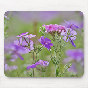 Close-up van Drummond Phlox, Phlox drummondi, 2 Muismat