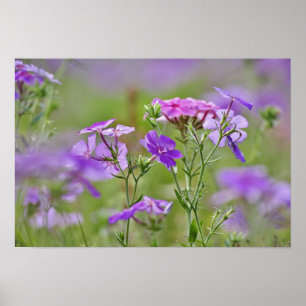 Close-up van Drummond Phlox, Phlox drummondi, 2 Poster
