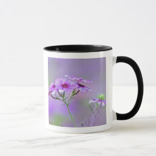 Close-up van Drummond Phlox, Phlox drummondi, Mok