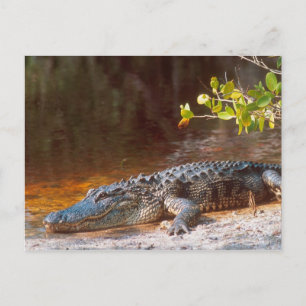 Close-up van een Amerikaanse alligator bij de J.N. Briefkaart