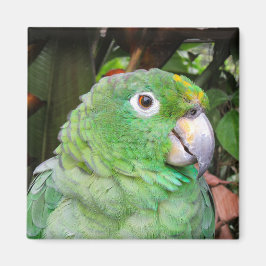 Close-up van een groene papegaai magneet