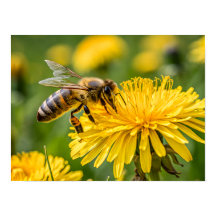 Close-up van een honingbij die nectar verzamelt