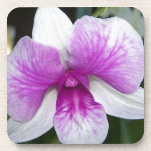 close-up van een mooie paarse en witte orchidee onderzetter
