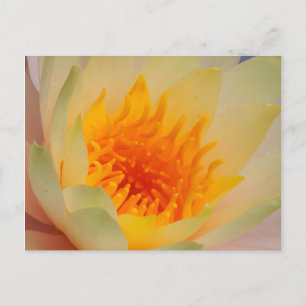 Close-up van een waterlelie briefkaart