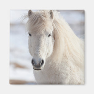 Close-up van een witte IJslandse paard Magneet