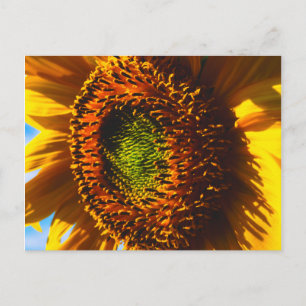 Close-up van een zonnebloem briefkaart