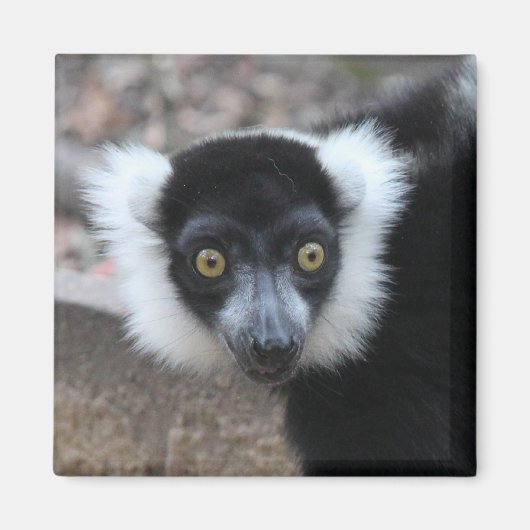 Close-up van een zwart-wit Ruffed Lemur Magneet (Voorkant)