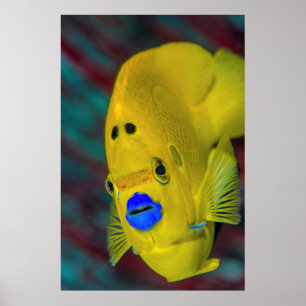 Close-up van engelvis poster