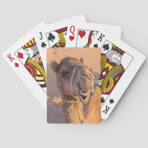 Close-up van grappige kameelkop in Omaanse Wahiba- Pokerkaarten