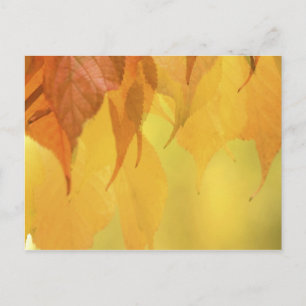 Close-up van herfstbladeren aan een tak briefkaart