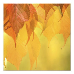 Close-up van herfstbladeren aan een tak foto afdruk