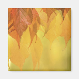 Close-up van herfstbladeren aan een tak magneet