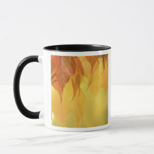 Close-up van herfstbladeren aan een tak mok