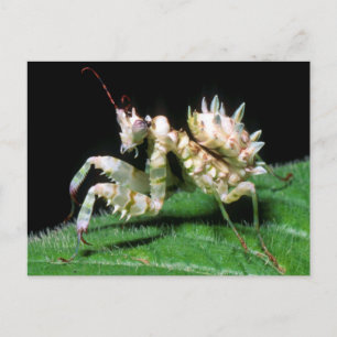 Close-up van Hottentot bidsprinkhaan Briefkaart