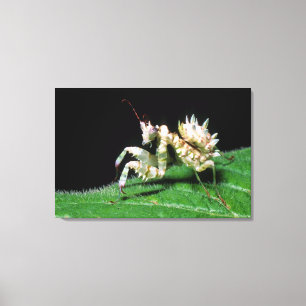 Close-up van Hottentot bidsprinkhaan Canvas Afdruk