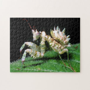 Close-up van Hottentot bidsprinkhaan Legpuzzel