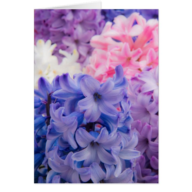 Close-up van Hyacinth plant (Voorkant)
