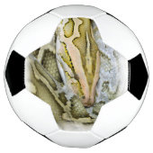 Close-up van Indiase python Voetbal (Gedraaid)