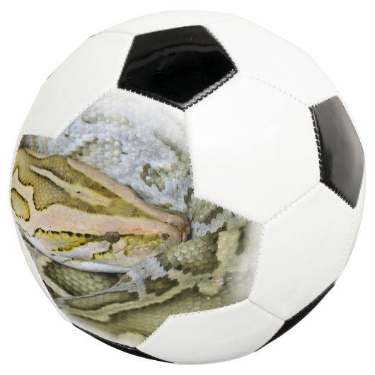 Close-up van Indiase python Voetbal (Drie kwart)