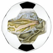 Close-up van Indiase python Voetbal (Voorkant)