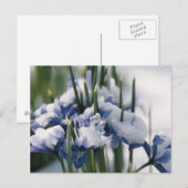Close-up van Iris Briefkaart (Voorkant / Achterkant)