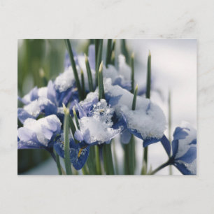Close-up van Iris Briefkaart