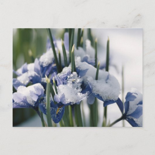 Close-up van Iris Briefkaart (Voorkant)