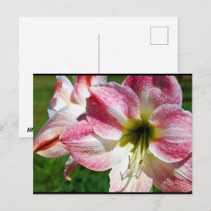 Close-up van Jersey lelie Briefkaart