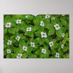 Close-up van kornoelje met witte bloemen poster