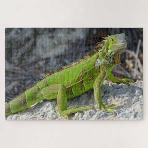 Close-up van leguaan in Key West Florida Legpuzzel