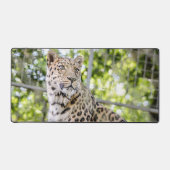 Close-up van Leopard Face Foto Bureaumat (Voorkant)