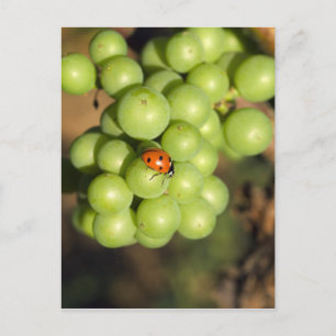 Close-up van lieveheersbeestje op groene Pinot Noi Briefkaart