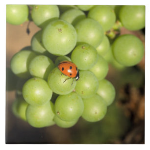 Close-up van lieveheersbeestje op groene Pinot Noi Tegeltje