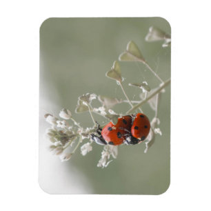 Close-up van lieveheersbeestjes op plant magneet