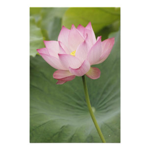 Close-up van Lotusbloem, Nelumbo nucifera) Foto Afdruk