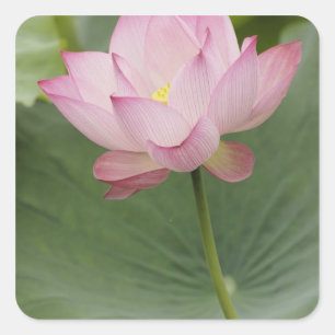 Close-up van Lotusbloem, Nelumbo nucifera), Vierkante Sticker