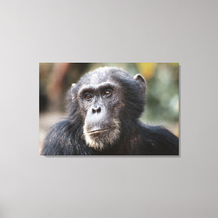 Close-up van mannelijke chimpansee canvas afdruk