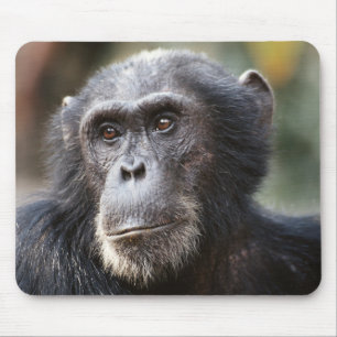 Close-up van mannelijke chimpansee muismat