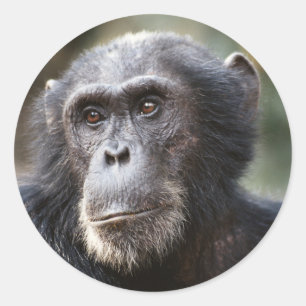 Close-up van mannelijke chimpansee ronde sticker
