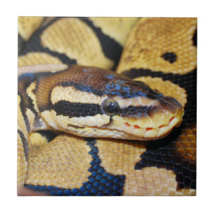 Close-up van opgerolde balpython tegeltje