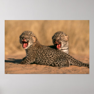 Close-up van pasgeboren luipaard (Panthera Pardus) Poster