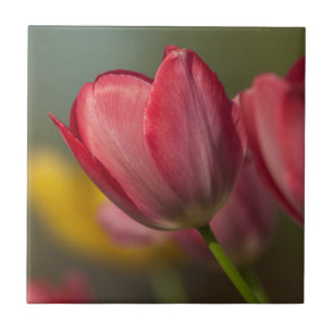 Close-up van rode en gele tulpen in de tuin tegeltje