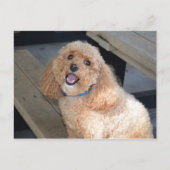 Close-up van Schattigee Cockapoo hond glimlachend  Briefkaart (Voorkant)