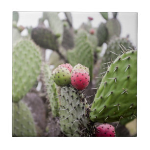 Close-up van stekelige perencactus tegeltje