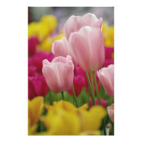 Close-up van tulp bloem, Kuekenhof Tuinen,